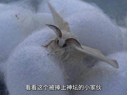打破这场五千年的浪漫误会,看看这个被我们捧上神坛的小昆虫, 到底过着怎样身不由己的一生。
#家蚕蛾 #动物 #知识前沿派对 #科普一下
