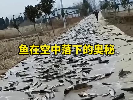 鱼在空中落下的奥秘 #开眼界了 #科普一下 #每天一个科普小知识