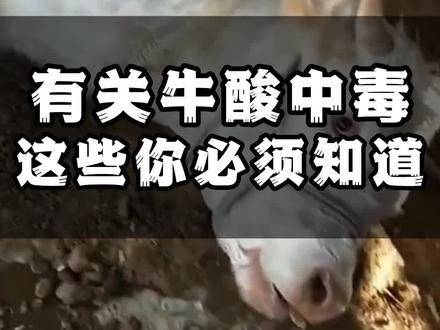 你知道你家牛为什么会产生酸中毒吗?酸中毒对牛的影响非常大,到底该如何预防? #养牛 #养殖 #三农 @DOU+小助手