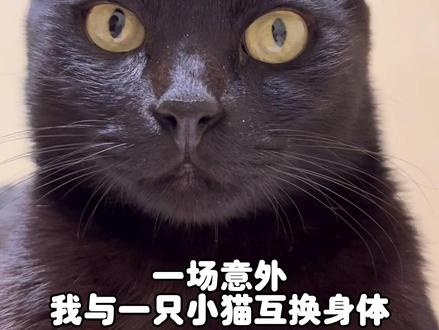 黑道老大重生之我是一只小猫咪,给我一个罐罐,给你讲述我的光辉历史#记录猫咪日常 #黑道老大重生之我是小猫咪 #居然被一只猫帅到了