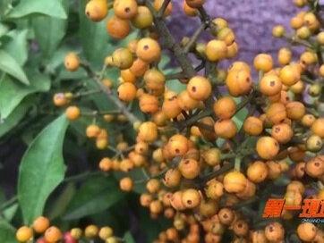 稀罕!发财树开花结果!!?