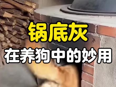 锅底灰在养狗中的妙用,你知道嘛#养狗的乐趣 #养狗经验分享 #养宠进阶指南 #新手养狗攻略