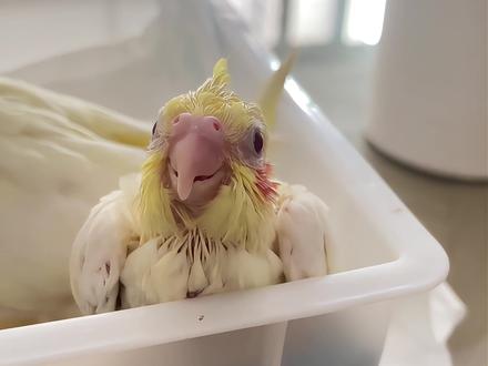 不懂就问,这哈气到底是啥原因 #玄凤鹦鹉