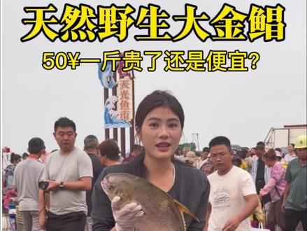 天然的大金鲳鱼一条就有3斤多 50¥一斤贵还是便宜的? #人间观察计划 #记录真实生活 #金鲳鱼干 #户外 #码头