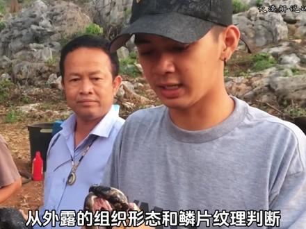 眼镜王蛇吞下一条大蟒蛇,结果又吐了出来 #动物世界 #神奇动物在抖音#眼镜王蛇 #蟒蛇 #爬行动物