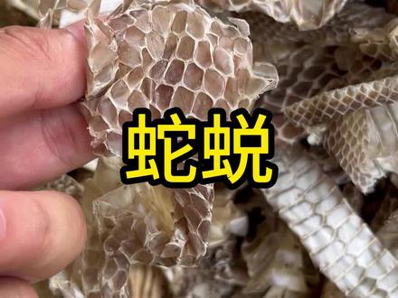 蛇蜕也是个好东西,你知道它有什么用吗#蛇蜕 #养生