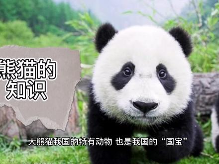 #科普 #大熊猫
大熊猫你真的了解嘛?
—让我们真正来了解一下吧!