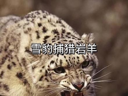 雪豹捕猎岩羊 #看动物世界品百味人生 #野生动物零距离
