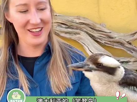 好家伙,一只鸟承包了整个森林的声音#娱乐评论大赏 #搞笑 #搞笑视频