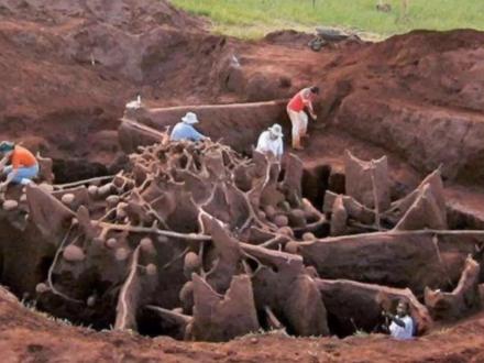 切叶蚁的巢穴,人类眼中的艺术品#科普一下 #切叶蚁 #切叶蚁巢穴