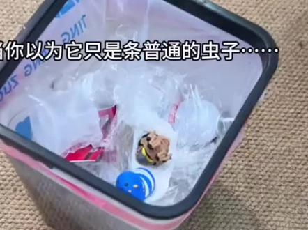 【桃桃】威虫挂件3D打印创意桌面摆件潮玩威虫钥匙扣礼物礼品#威虫 #威虫挂件 #威虫摆件 #肥美威虫