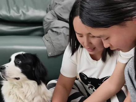 该说不说,自从耀祖跟着学,姐姐学习的动力不要太强了哈哈哈哈哈#耀祖不是边牧 #不养狗不知道养狗的乐趣 #记录宠物的日常生活 #毛孩子日常记录 #狗狗