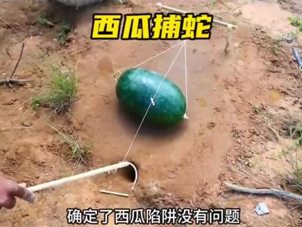 实战黑曼巴,毒蛇爱好者只能看切勿模仿