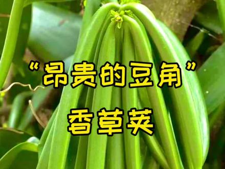 #植物 香草兰 香荚兰 香草荚 香草冰激凌 #科普