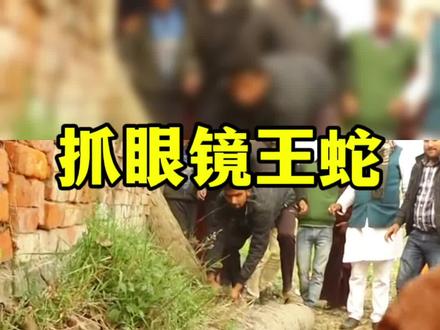 枯木下居然藏着一条眼镜王蛇#神奇动物在抖音 #真实事件