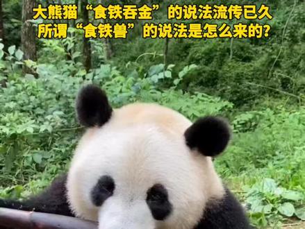 大熊猫“食铁吞金”的说法流传已久,所谓“食铁兽”的说法是怎么来的?#今日国土科普