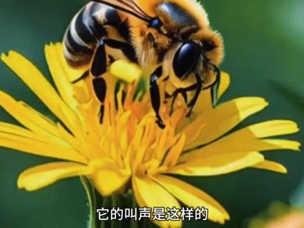 昆虫叫声科普,夏天到了耳边声音就不停了。#独角仙甲虫 #虫明文化 #蟋蟀文化 #小蚊子