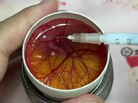 用鹅蛋壳孵化小鸡,第13天#人工孵化 #孵化小鸡