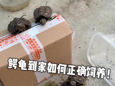 新龟到家如何操作快来看看