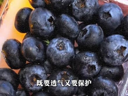 装蓝莓的塑料盒,藏着最牛的科技 #青年创作者成长计划 #蓝莓 #有趣的知识
