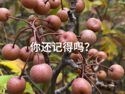 快要消失的水果,你吃过几种,还记得吗 #真实生活分享计划 #优质水果#水果科普