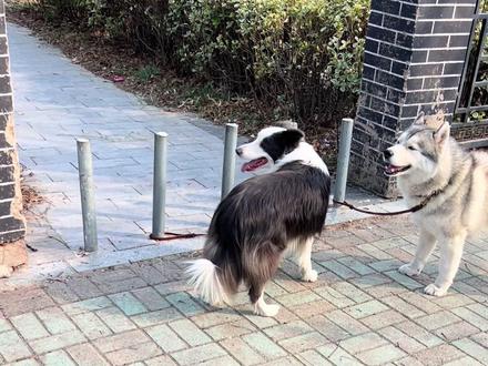 就说灰灰厉害不
#狗狗 #哈士奇 #边境牧羊犬 #萌宠 #养狗人