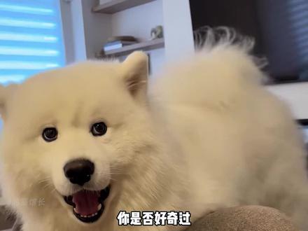 狗狗的小脑袋瓜里每天都在想着些什么呢? #狗狗 #宠物