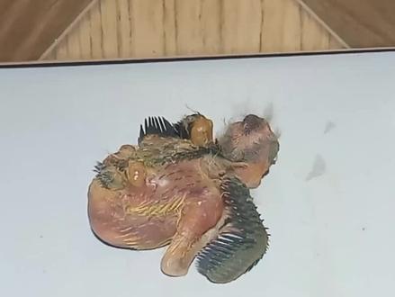 小鸟的身上竟然布满马蝇幼虫 #解压视频