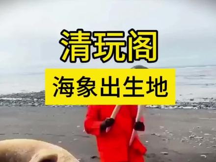 科普一期海胖出生地#海象#牙骨角