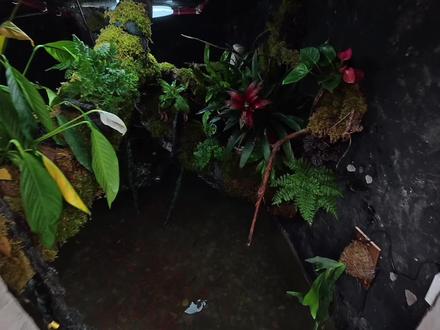 今天碰到了家濒临倒闭的水族馆,这可比淘汰鱼容易捡漏呀!#淘汰鱼