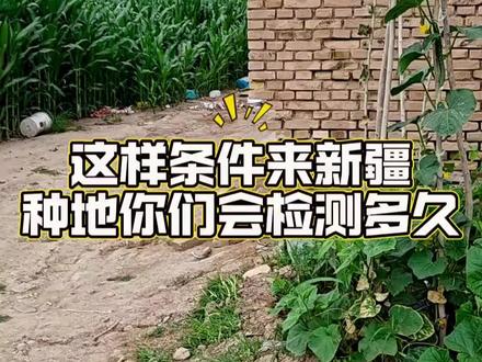 初来到新疆种地见识#新疆种地 #新疆包地 #新疆农业