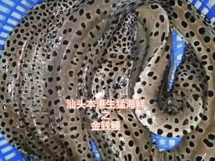 #生猛海鲜 #鳗鱼 #怪物 恐怖凶悍的外表下却是口感肥美嫩滑的肉质———金钱鳗