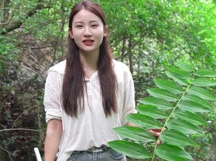 野生黄精又叫老虎姜,石姜,你们认识吗?#黄精#寻美咸宁#寻美咸安