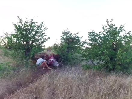 鬣狗俠-金•沃爾哈特