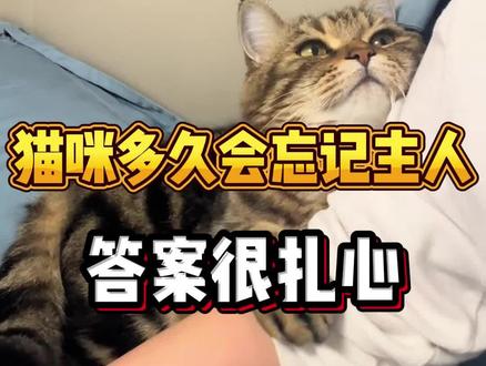 猫咪多久会忘记主人,答案很扎心#新手养猫 #养猫经验分享 #养猫人 #养猫小知识 #养猫指南