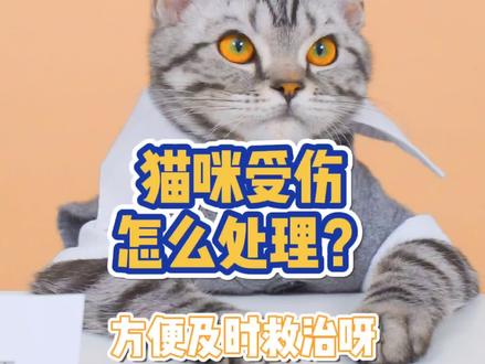 猫咪受伤自救手册来啦!#养宠进阶指南 #猫 #铲屎官