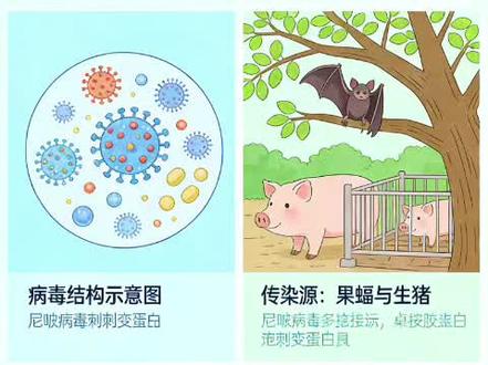 印度尼帕病毒的防治