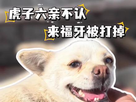 虎子突然疯狂 来福大福被咬! #流浪狗 #流浪狗救助 #欧凯来福布斯 #来福大福 #狗狗打架