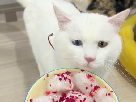 感谢小猫让我做上了毛豆腐!!全世界最可爱的是什么?是小猫~#猫咪日常 #我的猫同事#萌宠出道计划 #河南小猫 #动手自己做美食