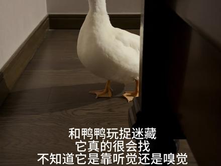 鸭鸭真的好可爱 很多鸭友问我家鸭鸭为什么这么听话,我每天都会陪它说话,陪它玩游戏,把它当小孩子对待,给它足够的爱和安全感,没有其他秘诀#柯尔鸭#宠物鸭