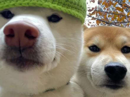 当狗子带上痞幼同款绿帽#送你一张头像 #柴犬