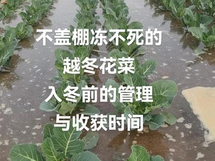 不盖棚冻不死的“越冬花菜”,入冬前的管理与收获时间