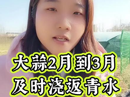 2月到3月浇返青水#大蒜返青 #大蒜种植 #大蒜高产 #三农