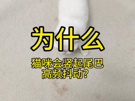 猫咪为何竖起尾巴高频抖动?#猫咪抖尾巴 #猫咪行为学 #宠物知识 #猫咪健康 #猫咪知识