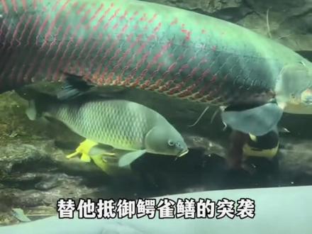 这才是真正的王者