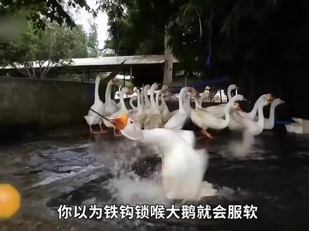 <第1/3集>家禽界"扛把子",鹅的养殖奥秘和惊人特性#纪录片充电计划