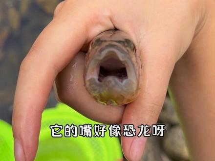 解锁100种淡水鱼图鉴 第3集 #野外探钓 #钓鱼 #户外 #流浪 #淡水鱼图鉴