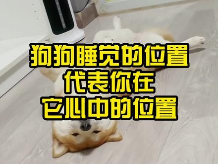 狗狗睡觉的位置代表你在它心中的位置,#可爱狗狗 #养狗日常 #萌宠成精