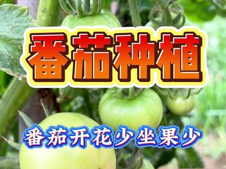 番茄种植 番茄开花少坐果少,记住这两大核心,新手也能种出好番茄#蔬菜种植 #番茄种植 #西红柿种植