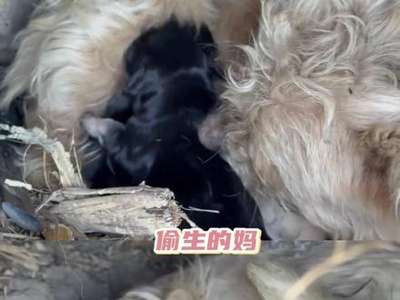 早知道这么好笑就留春晚看了 #宠物 #抽象 #搞笑 #离谱